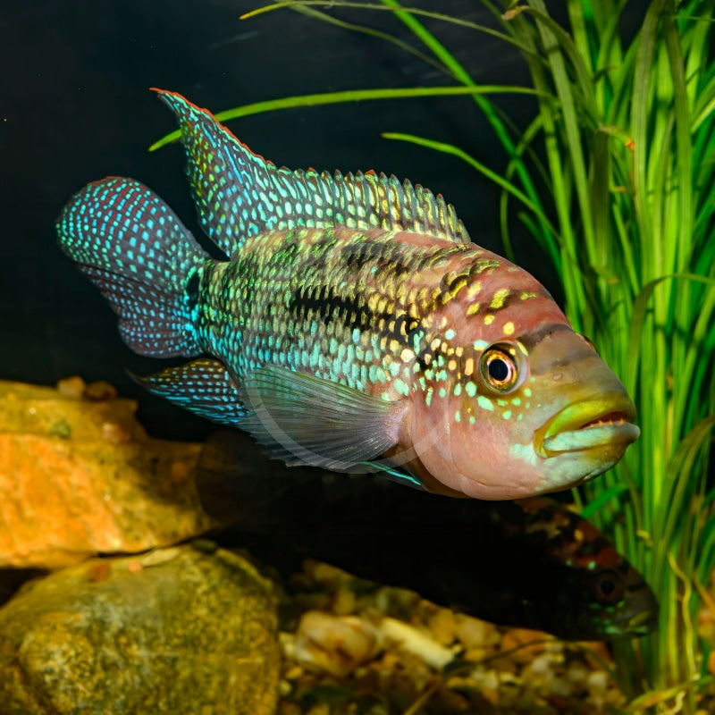 Jack Dempsey cichlid (Rocio octofasciata) by Danaqua Live Fish & More