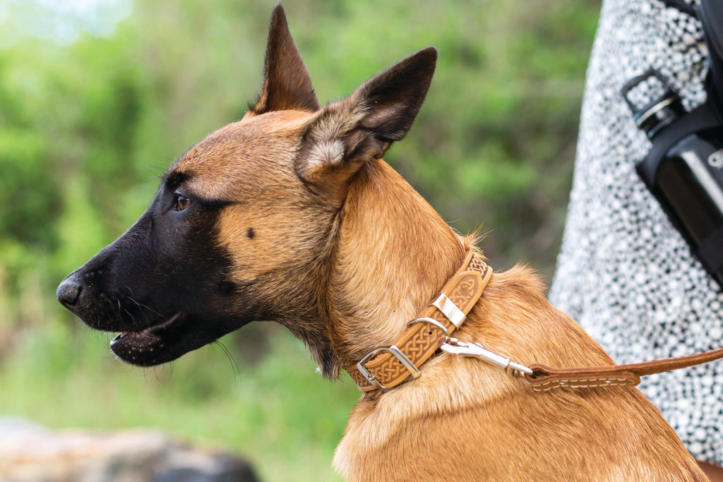 Celtic Double Buckle Style Leather Dog Collar by Euro-Dog Collars and Leads