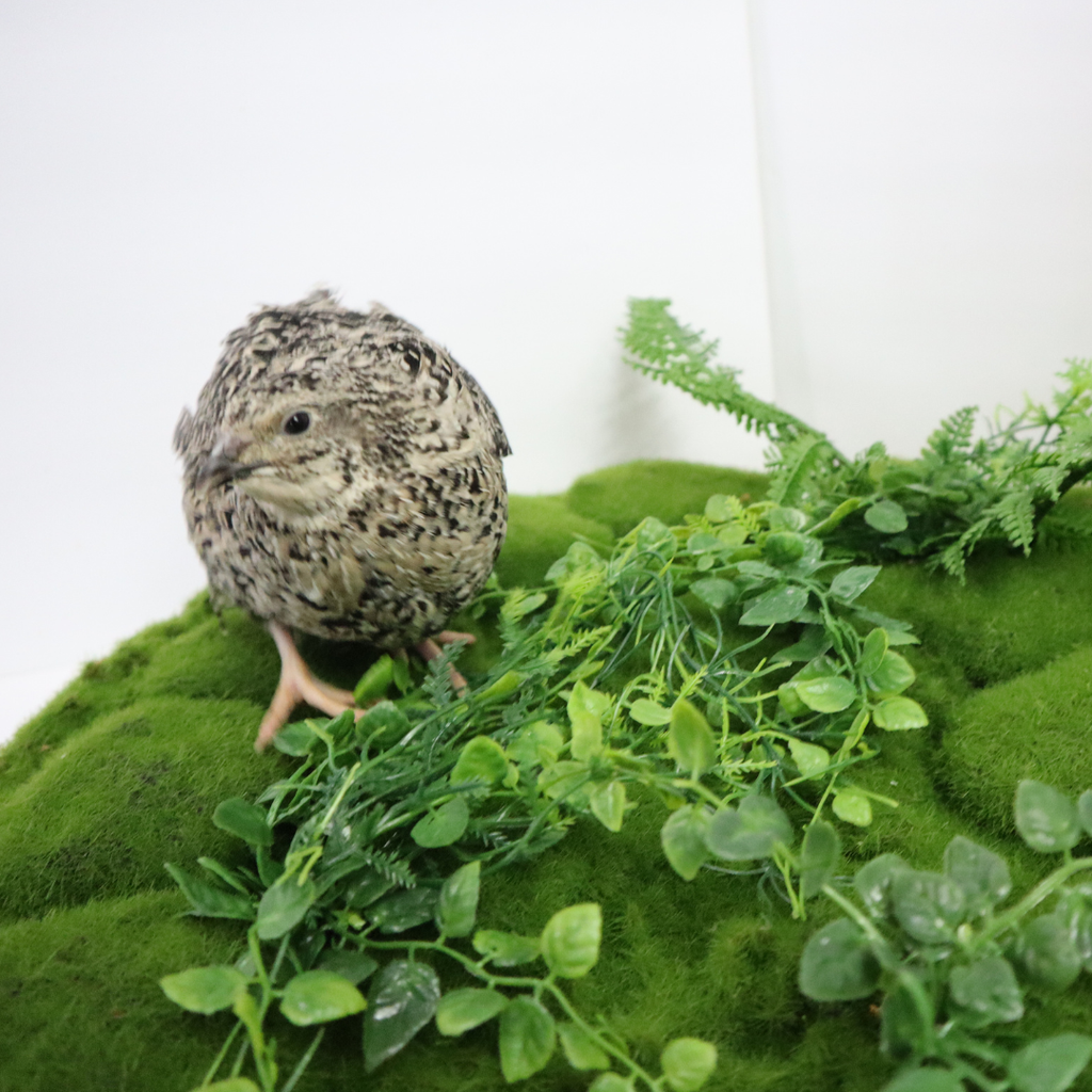 Calico Quail Hatching Eggs – Fertile Eggs for Incubation by Quailz.com by Undique LLC