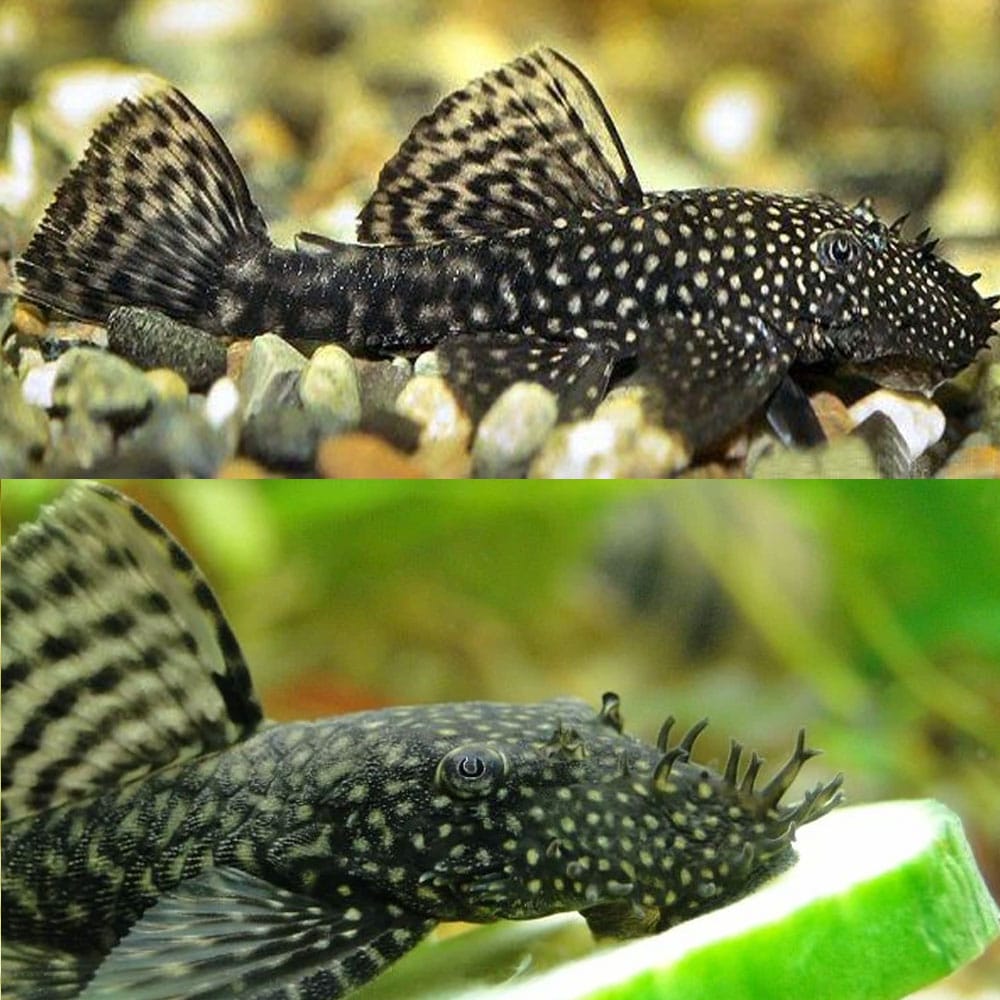 Bushynose Pleco (Bristlenose Plecostomus) MEDIUM by Danaqua Live Fish & More