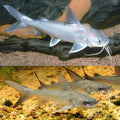 Salmon catfish by Danaqua Live Fish & More