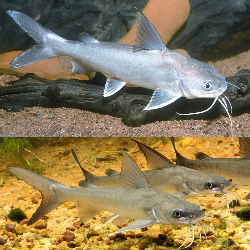 Salmon catfish by Danaqua Live Fish & More