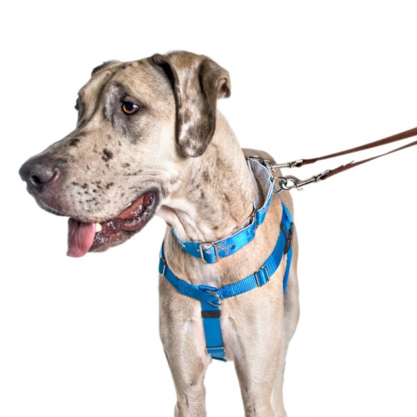 Turquoise Freedom No-Pull Dog Harness by 2 Hounds Design