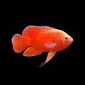 Red Chili Oscar (Astronotus ocellatus) by Danaqua Live Fish & More
