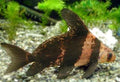 Hi-Fin Banded Loach (Myxocyprinus asiaticus) by Danaqua Live Fish & More