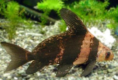 Hi-Fin Banded Loach (Myxocyprinus asiaticus) by Danaqua Live Fish & More