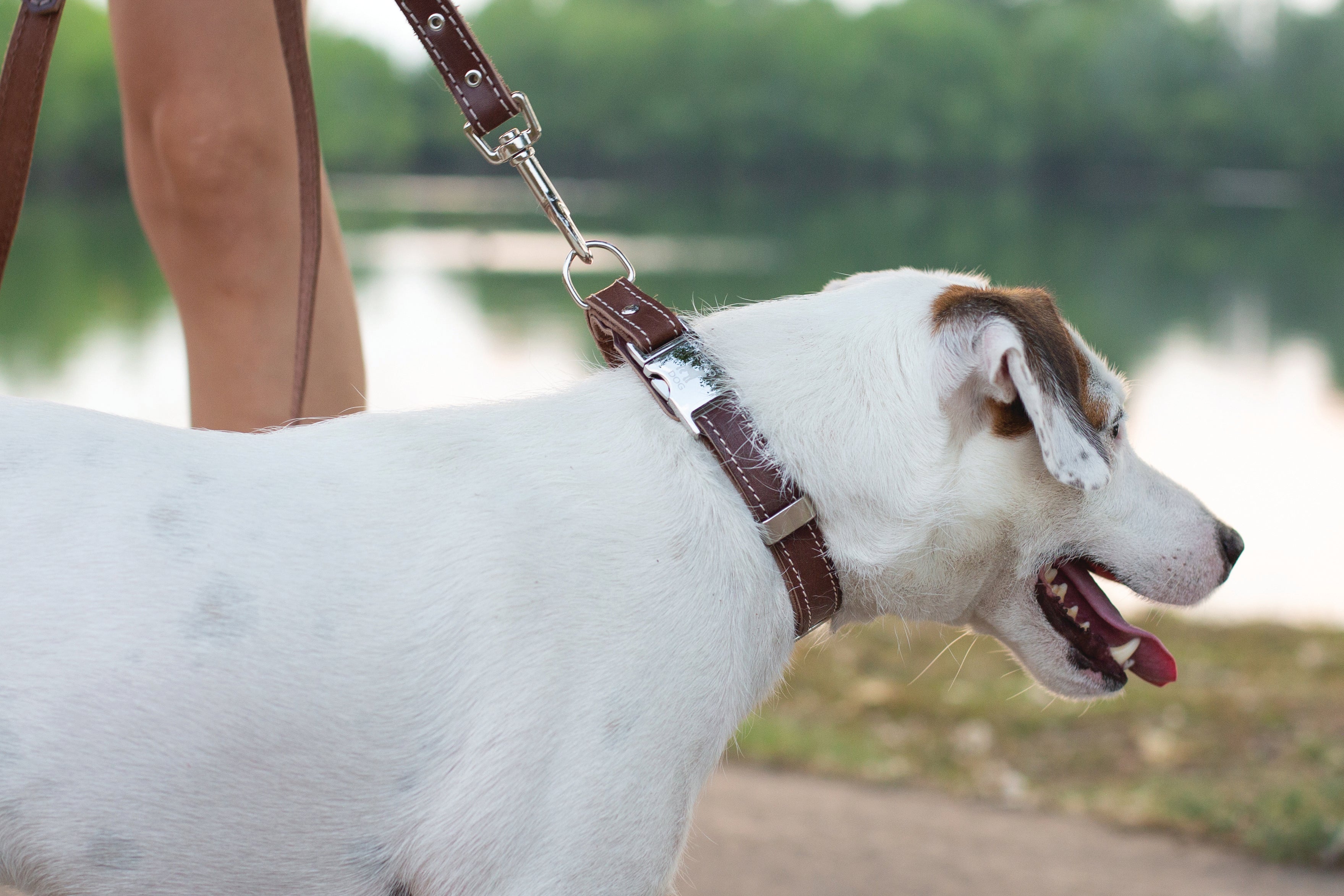 Pro Line Hunting Chocolate Leather Leash by Euro-Dog Collars and Leads