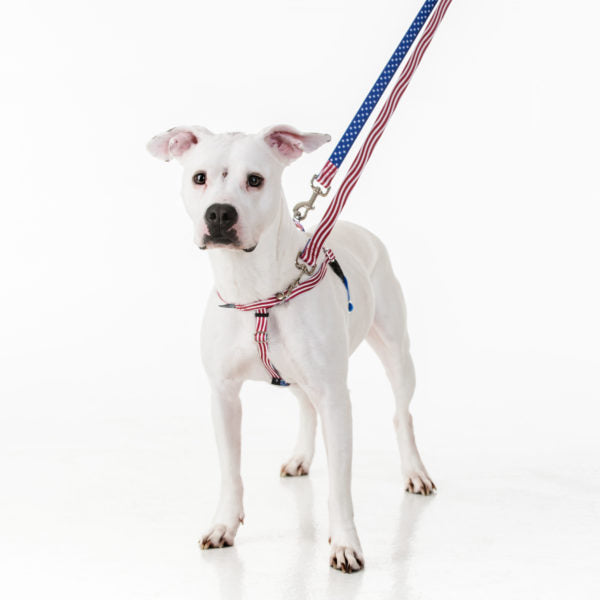 Star Spangled Freedom No-Pull Dog Harness – EarthStyle by 2 Hounds Design
