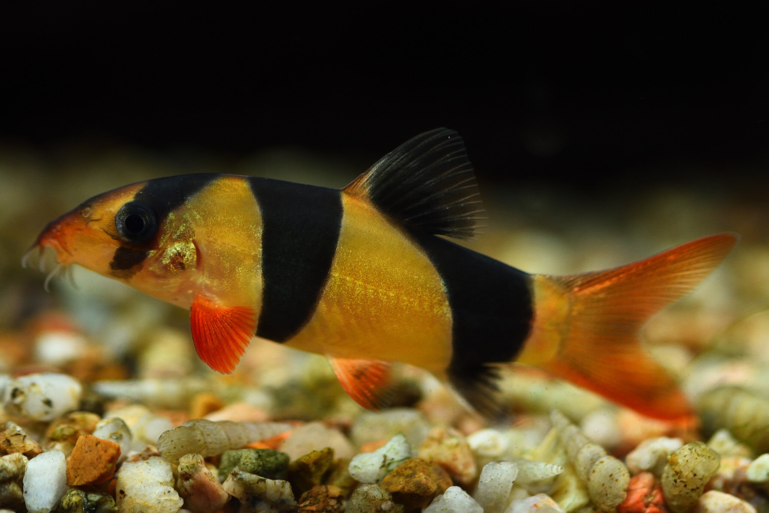 Clown loaches by Danaqua Live Fish & More