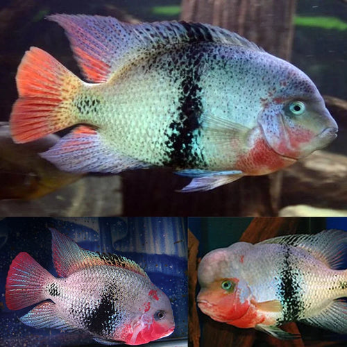Black Belt Cichlid (Vieja Maculicauda) by Danaqua Live Fish & More