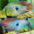 Geophagus brasiliensis by Danaqua Live Fish & More