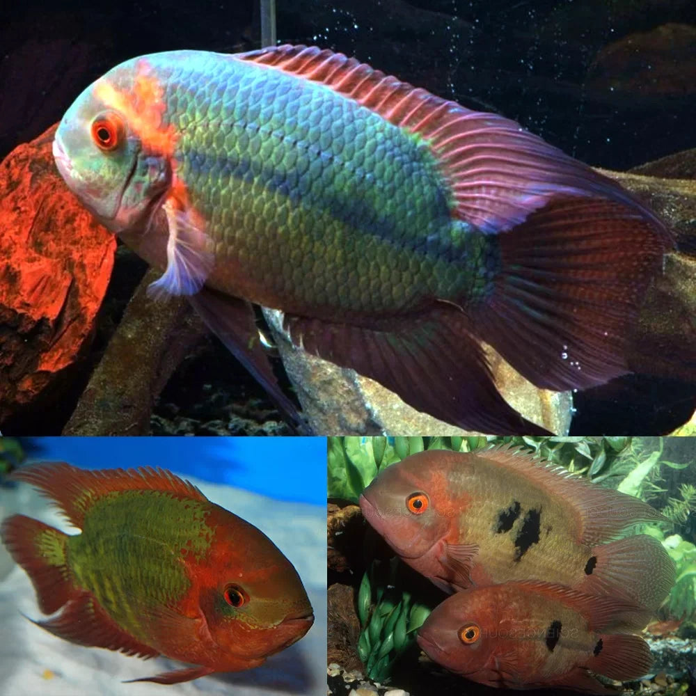 Emerald Cichlid (Chocolate Cichlid (Hypselecara temporalis) by Danaqua Live Fish & More