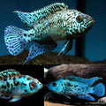 Electric Blue Jack Dempsey (EBJD) by Danaqua Live Fish & More