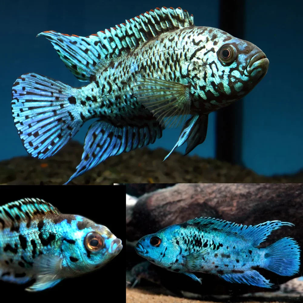 Electric Blue Jack Dempsey (EBJD) by Danaqua Live Fish & More