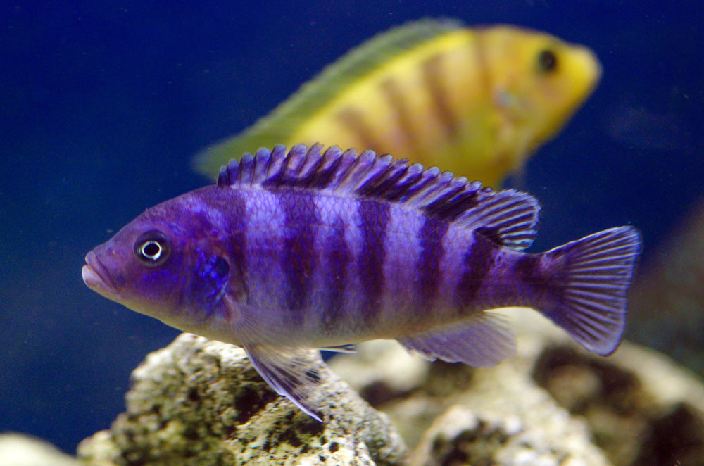 Kenyi Cichlid by Danaqua Live Fish & More