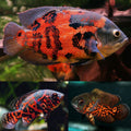 Red Tiger Oscar 2.5”-3” by Danaqua Live Fish & More