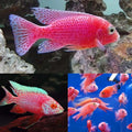 Strawberry Peacock Cichlid (Aulonocara sp.) by Danaqua Live Fish & More