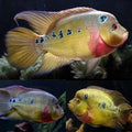 Trimac cichlid (Amphilophus trimaculatus) MEDIUM by Danaqua Live Fish & More