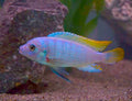 Ice Blue Zebra Cichlid (Maylandia greshakei) by Danaqua Live Fish & More