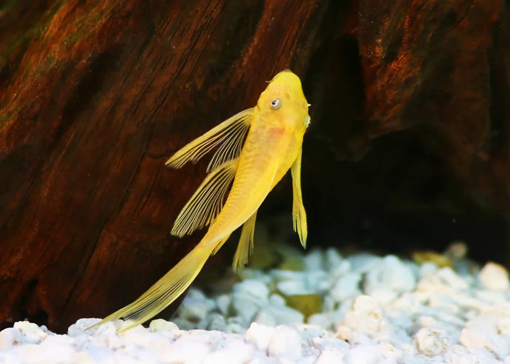 L144 Blue Eye Lemon Bristlenose Pleco (Ancistrus sp) by Danaqua Live Fish & More