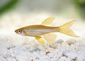 Leopard Danio by Danaqua Live Fish & More