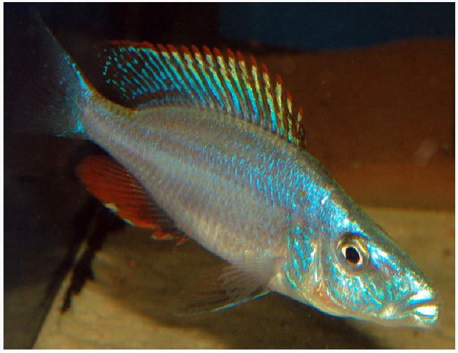 Rock-Dwelling Mbuna Cichli - Compressiceps East African Cichlid (Malawi Eyebiter) by Danaqua Live Fish & More