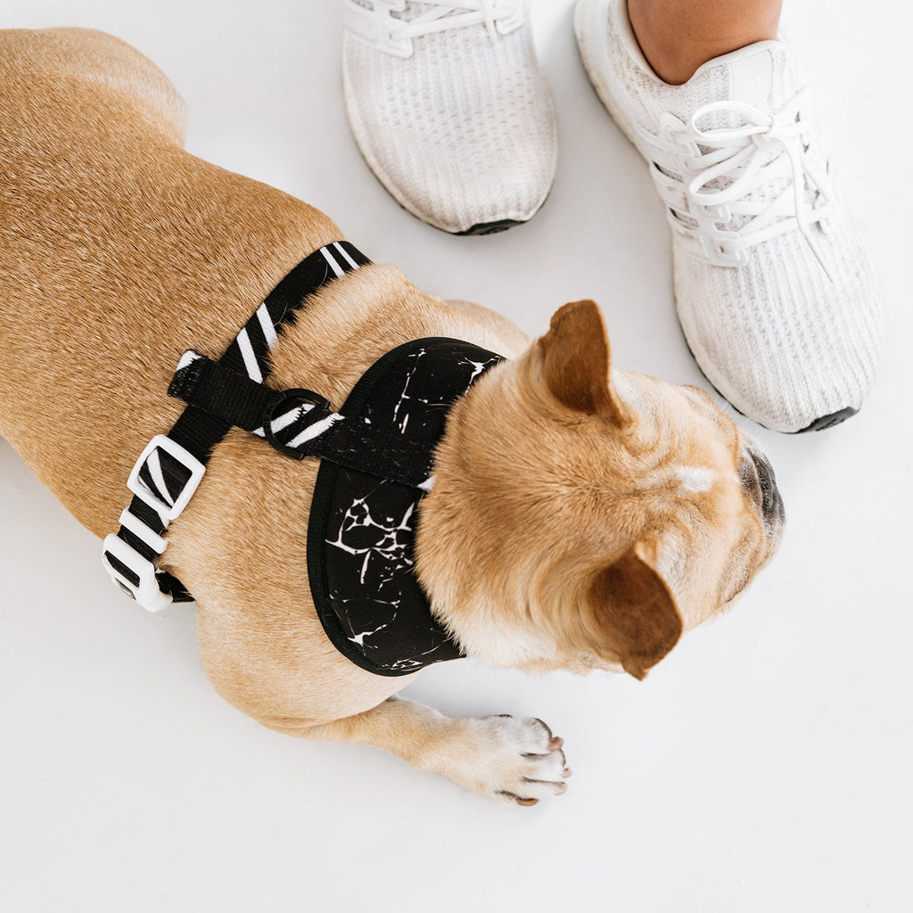 Frenchie Duo Reversible Harness - Black Marble by Frenchie Bulldog