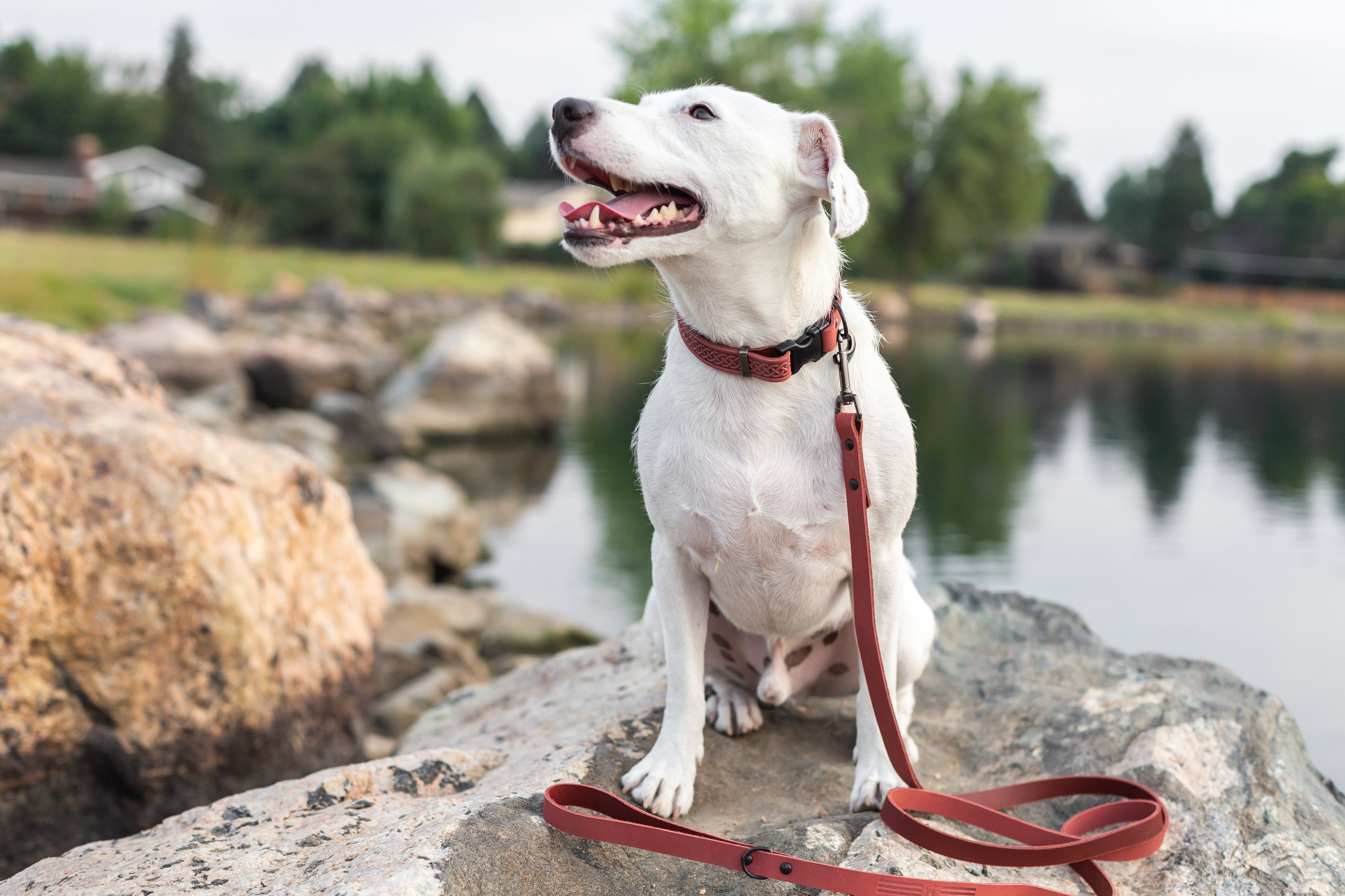 Celtic Sport Coral Reef Leather Dog Collar by Euro-Dog Collars and Leads