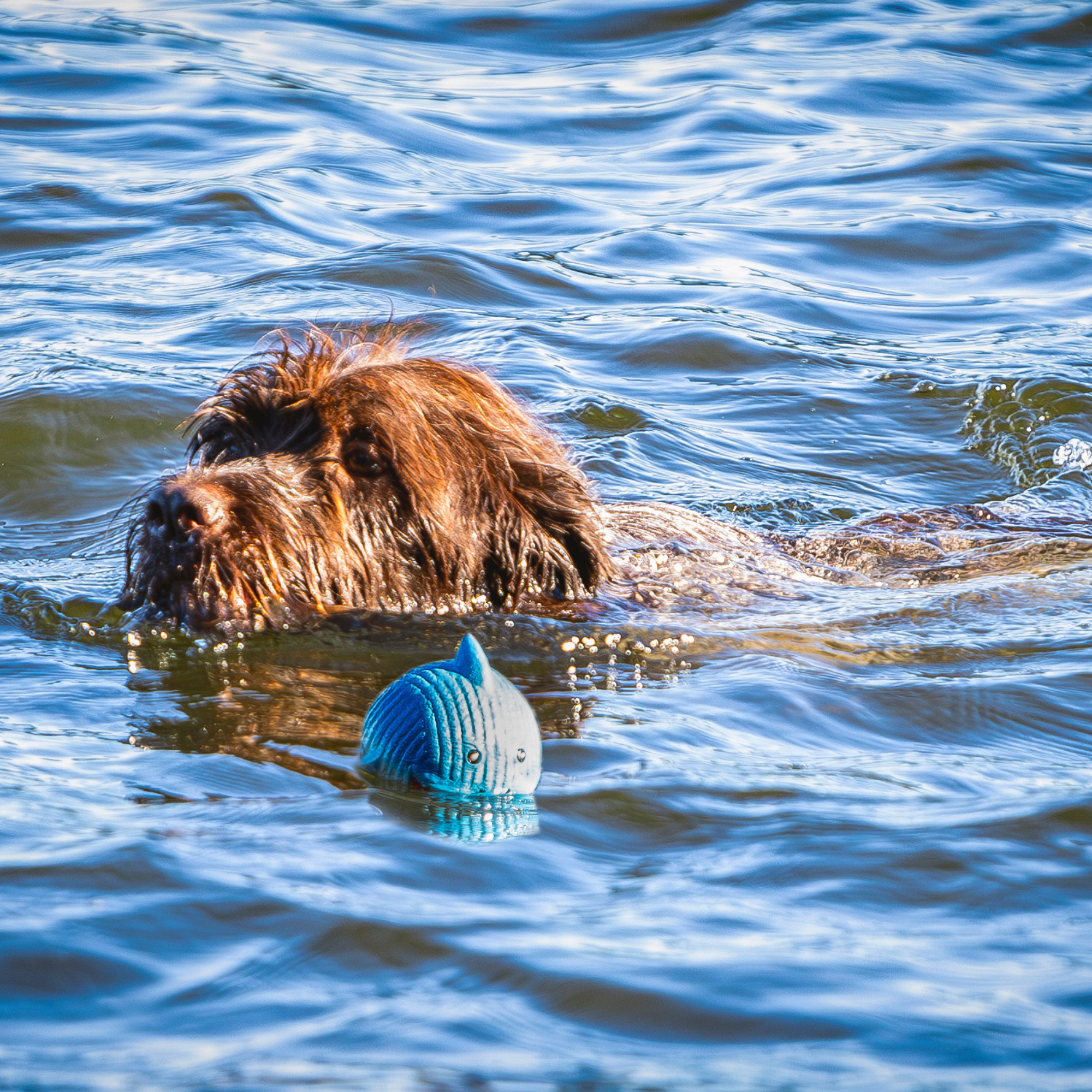 Finn the Shark Ruff-Tex® Latex Ball Dog Toy, Large by HuggleHounds