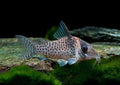 Corydoras agassizii by Danaqua Live Fish & More
