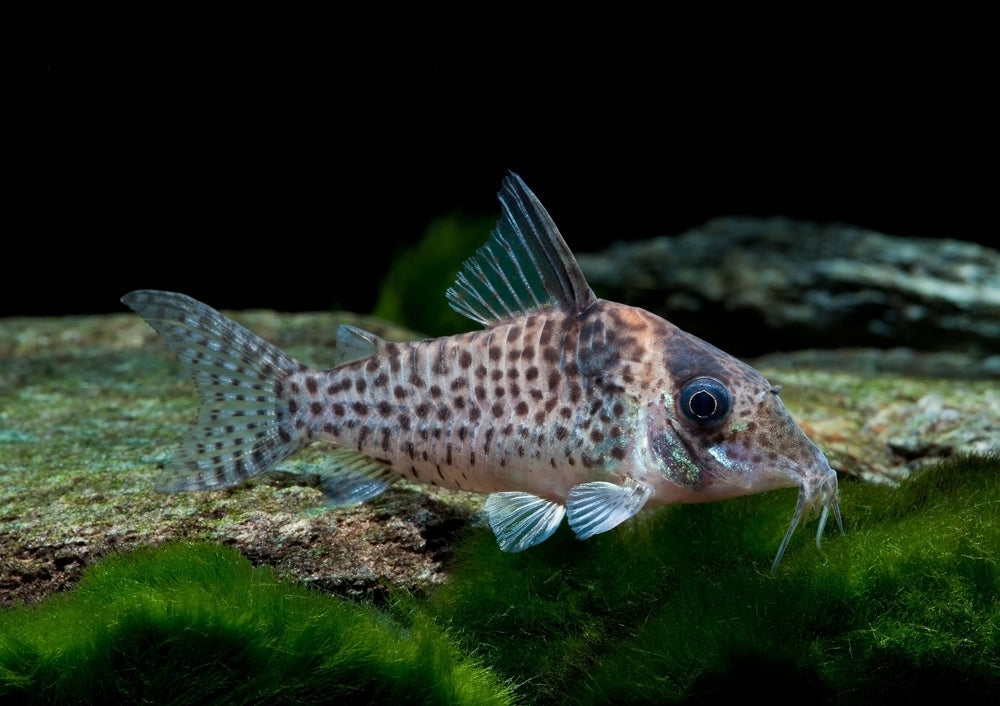 Corydoras agassizii by Danaqua Live Fish & More