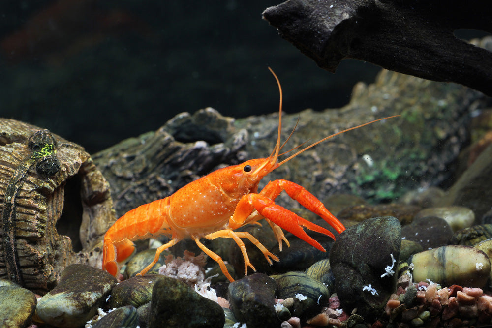 Mexican Dwarf Orange Crayfish by Danaqua Live Fish & More