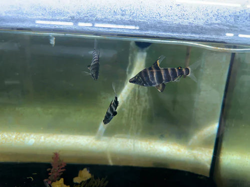 Abramites Headstanders by Danaqua Live Fish & More