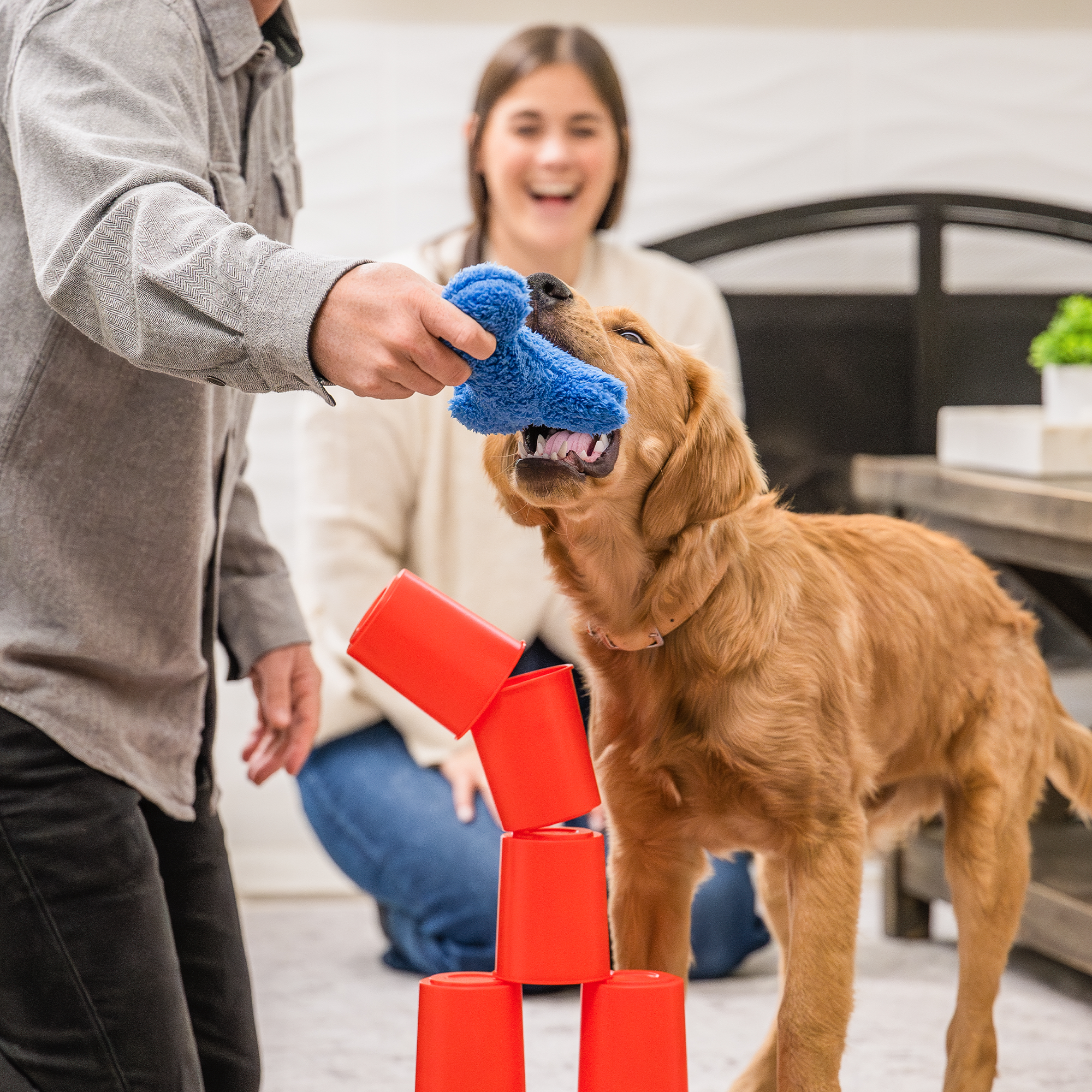 The Dog's Best Friend Game by West Paw