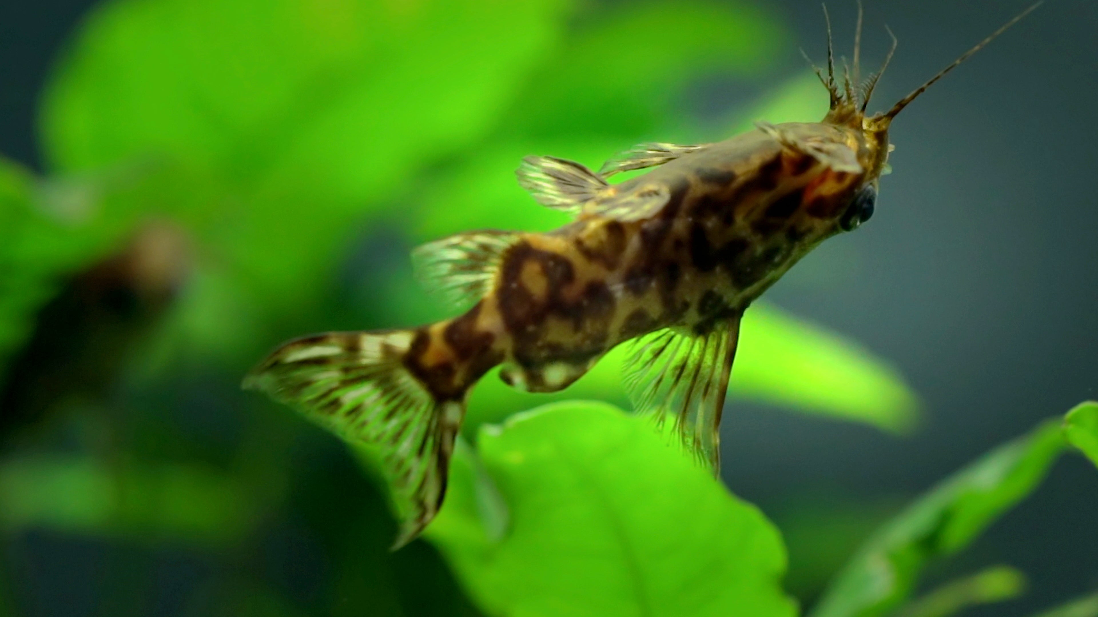 Upside Down Catfish by Danaqua Live Fish & More