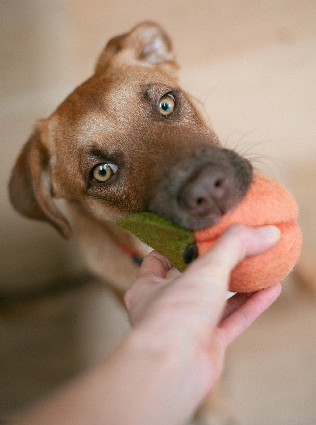 PEACH WOOL DOG & CAT TOY by MODERNBEAST