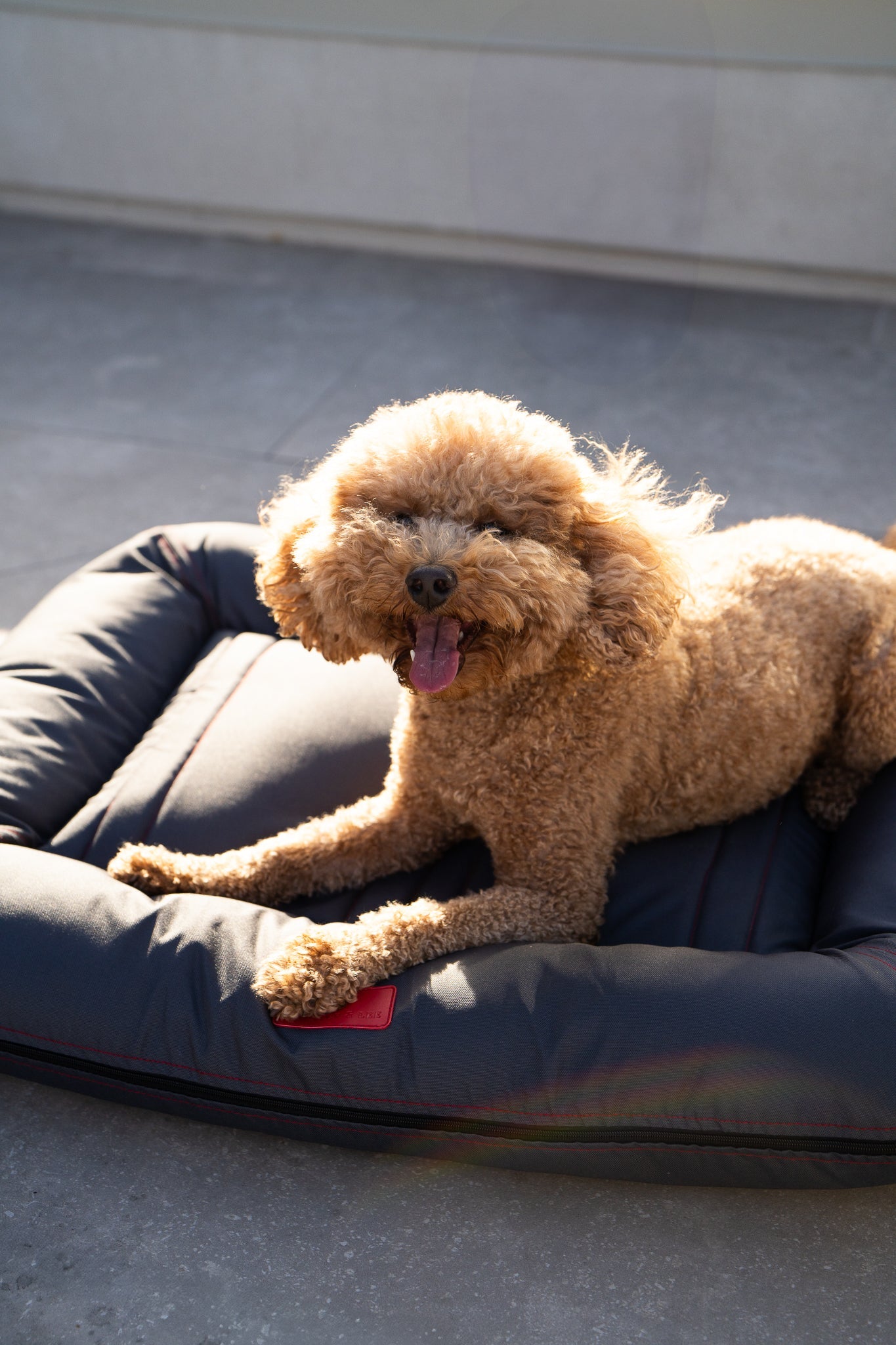 Chester & Lee | Waterproof Lounger Dog Bed Gray by Chester & Lee