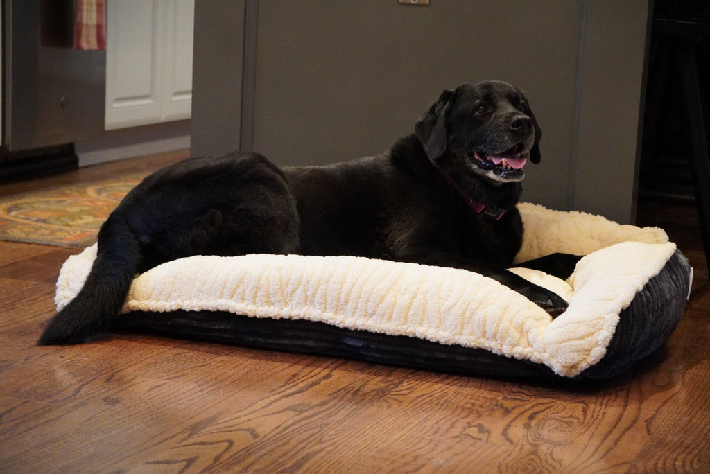 Scout Perfect Bolster Dog Bed by HuggleHounds