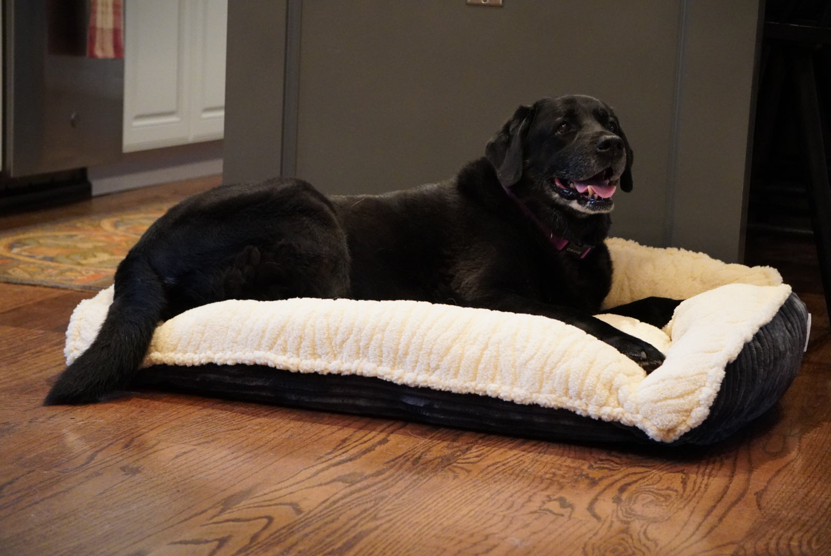 Scout Perfect Bolster Dog Bed by HuggleHounds