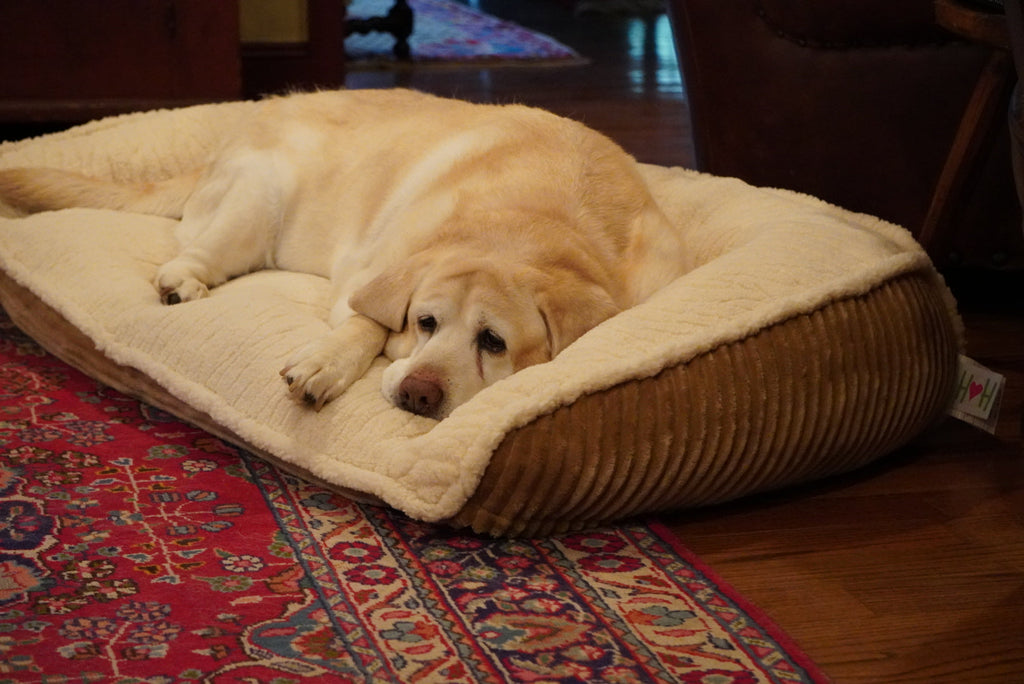 Scout Perfect Bolster Dog Bed by HuggleHounds