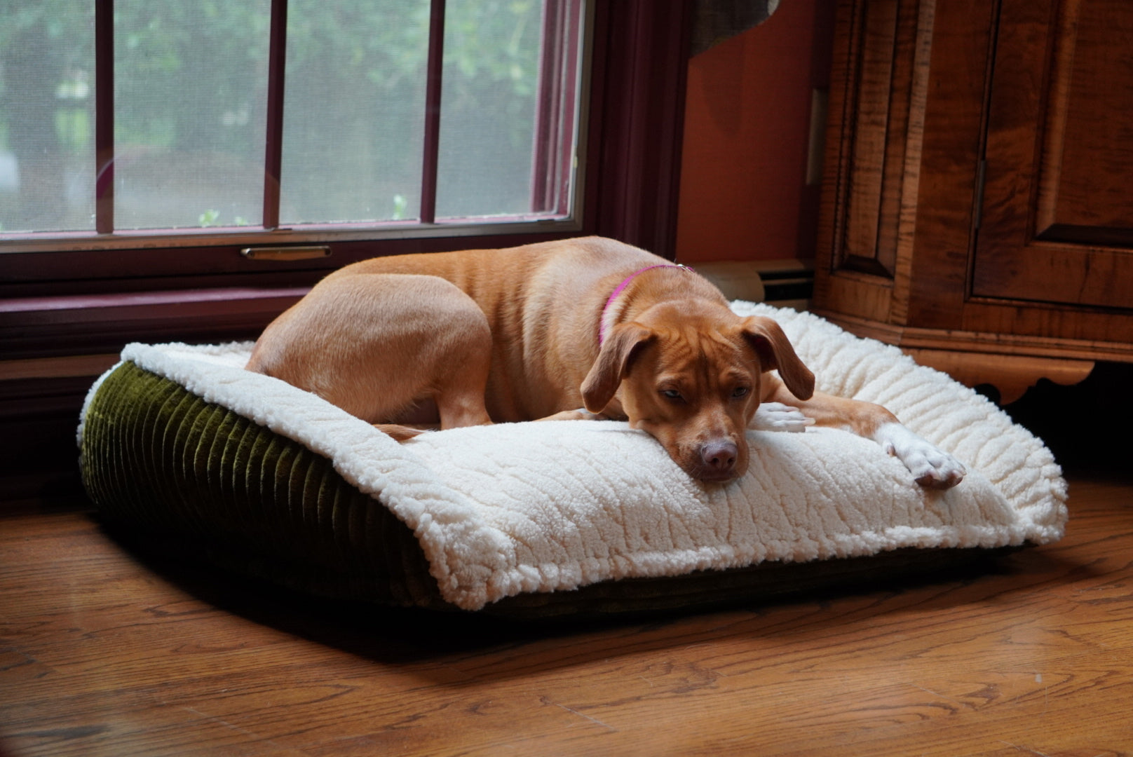 Scout Perfect Bolster Dog Bed by HuggleHounds