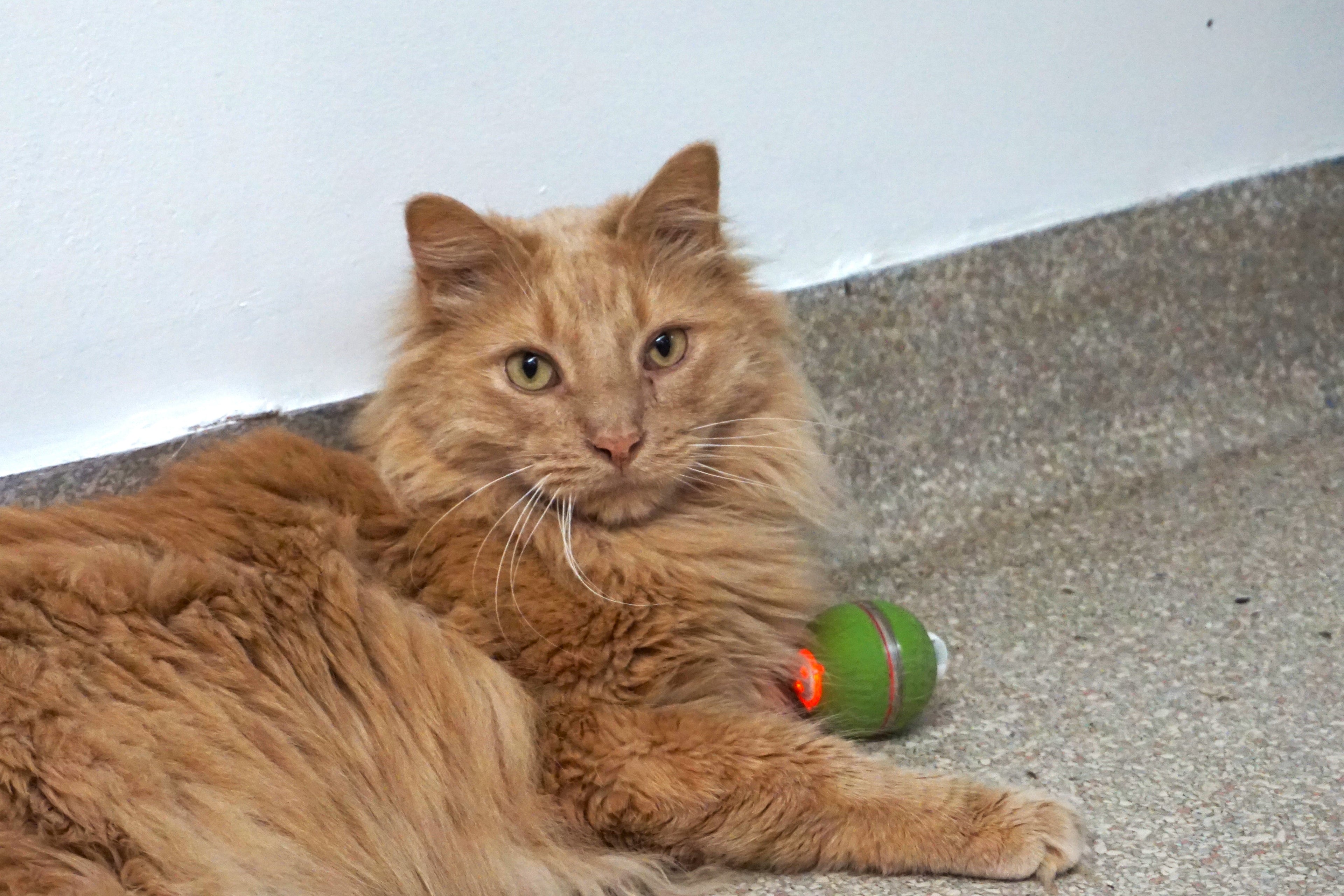 HuggleKats® PlayKat® Interactive Cat Toy by HuggleHounds