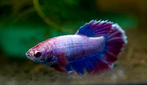 Assorted Betta Female by Danaqua Live Fish & More