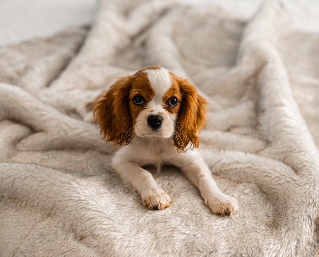 PupProtector™ Summer Short Fur Waterproof Throw Blanket - White with Brown Accents by Paw.com