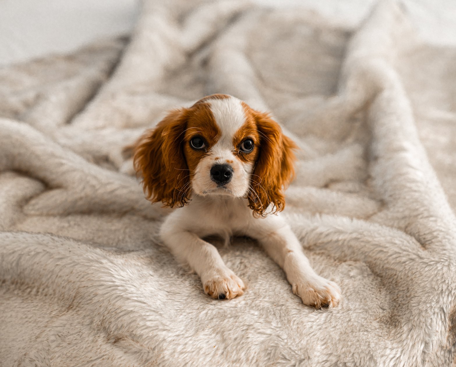 PupProtector™ Summer Short Fur Waterproof Throw Blanket - White with Brown Accents by Paw.com