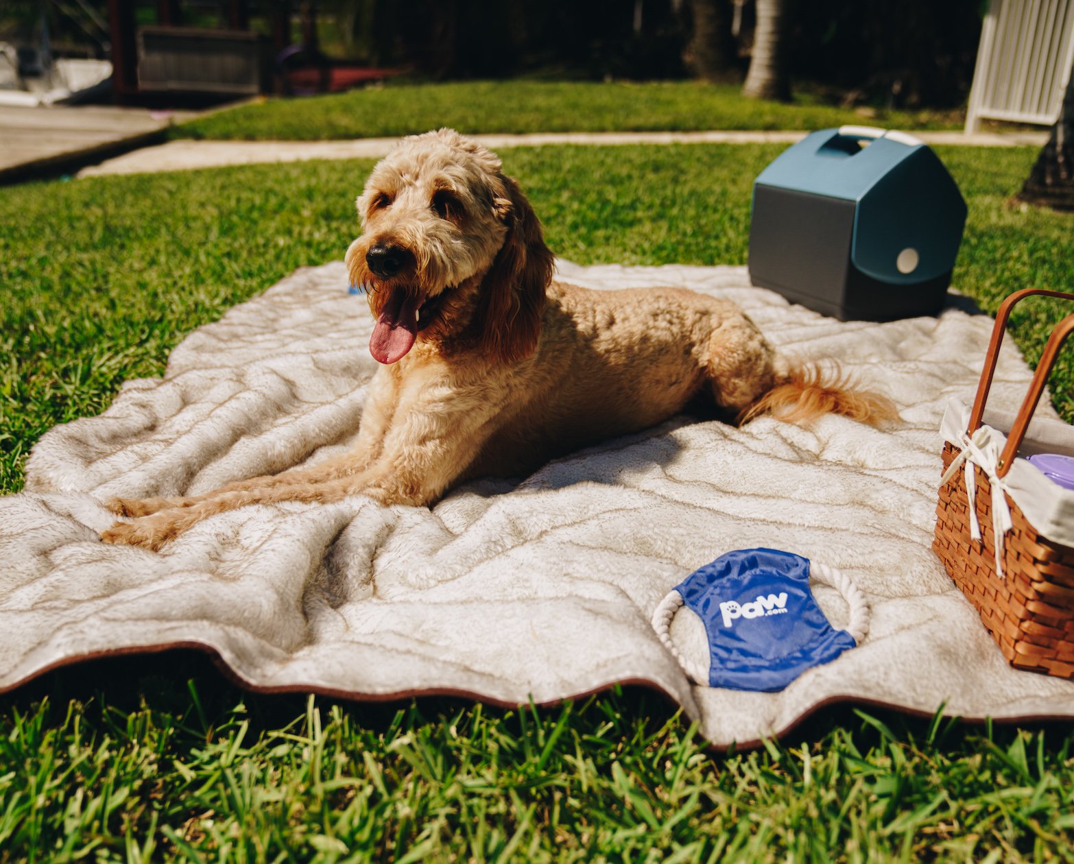 PupProtector™ Summer Short Fur Waterproof Throw Blanket - White with Brown Accents by Paw.com