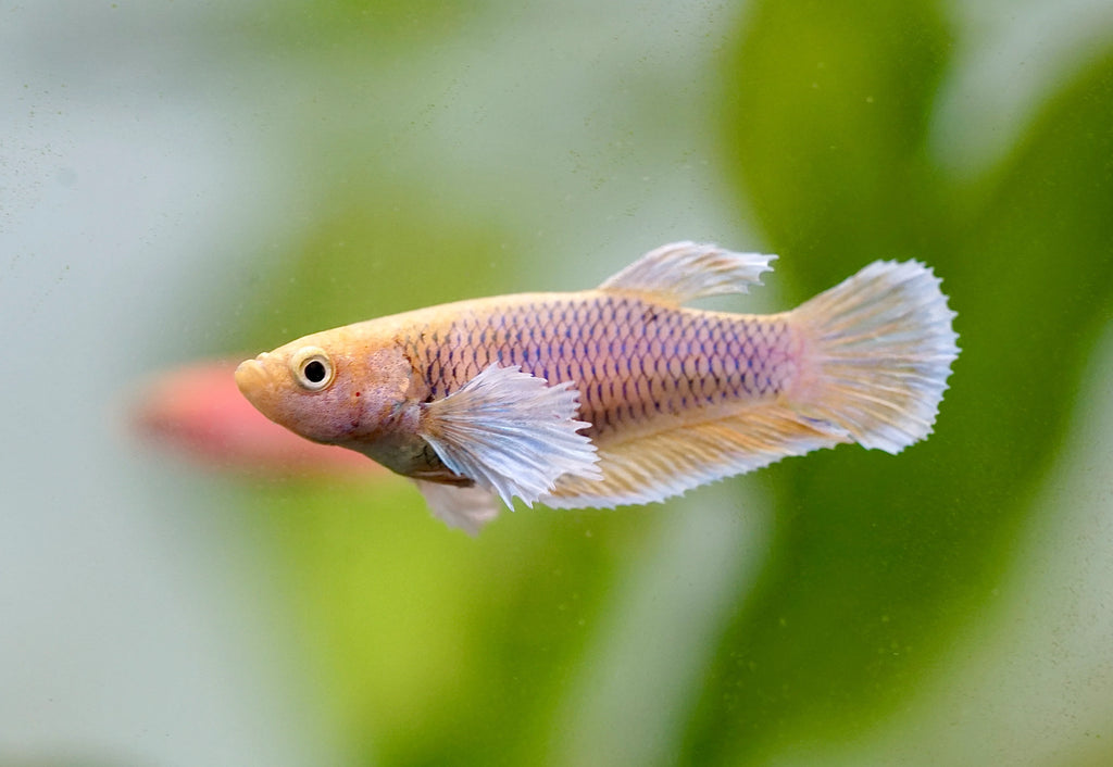 Assorted Betta Female by Danaqua Live Fish & More