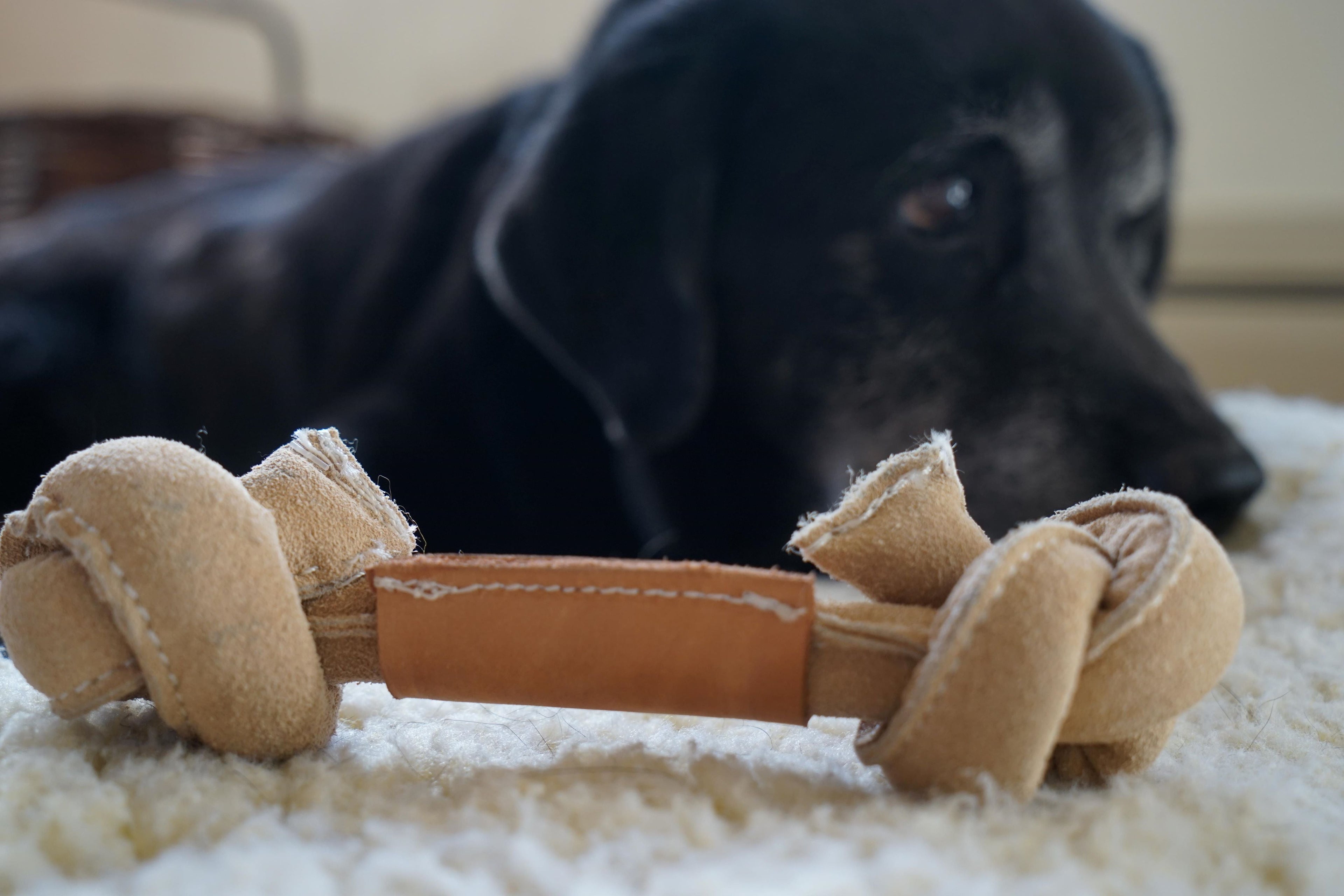 Huggle-Hide® Natural Leather Bone Dog Toy, 3 Pack by HuggleHounds