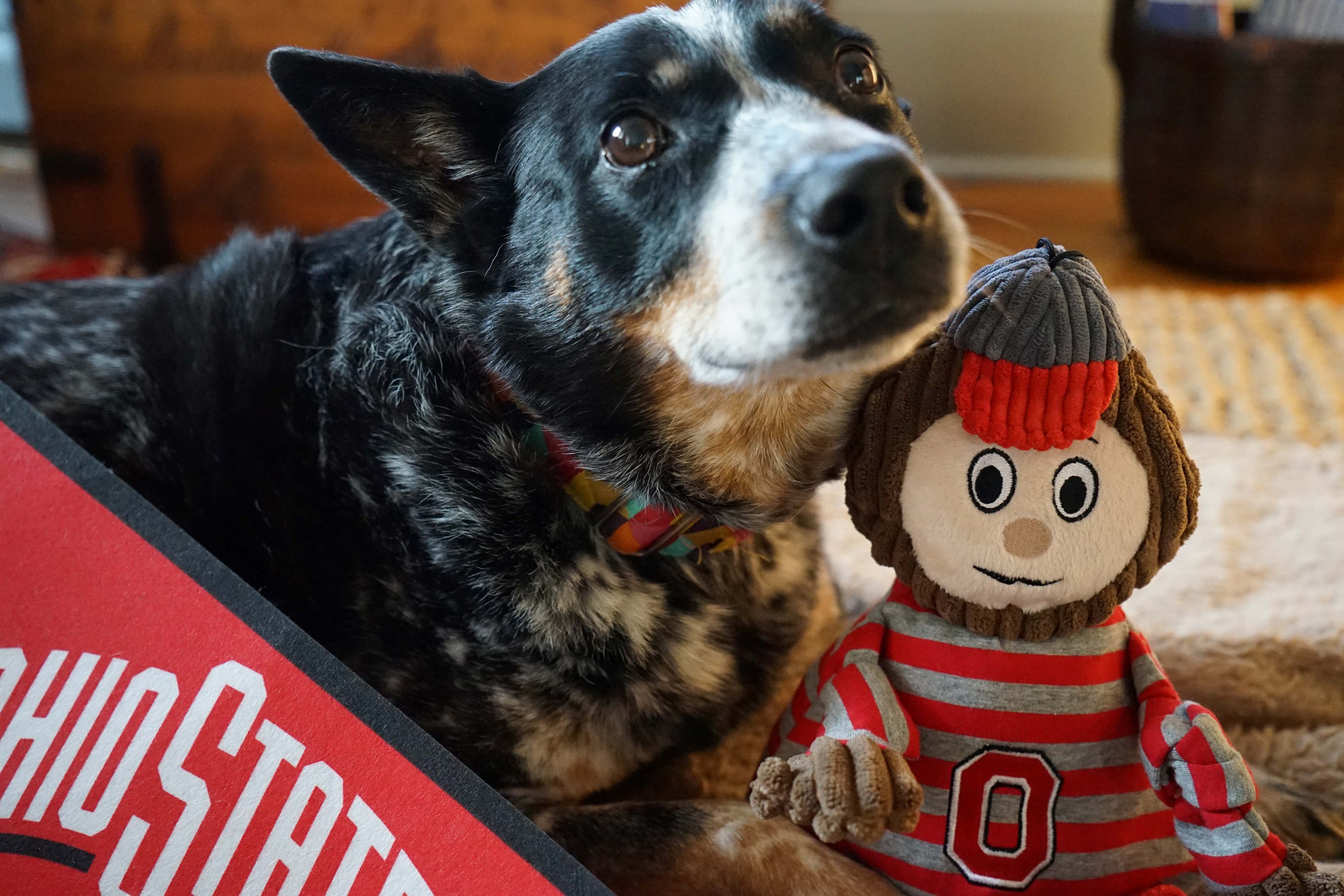 NCAA Ohio State University, Brutus the Buckeye Knottie® Plush Dog Toy by HuggleHounds