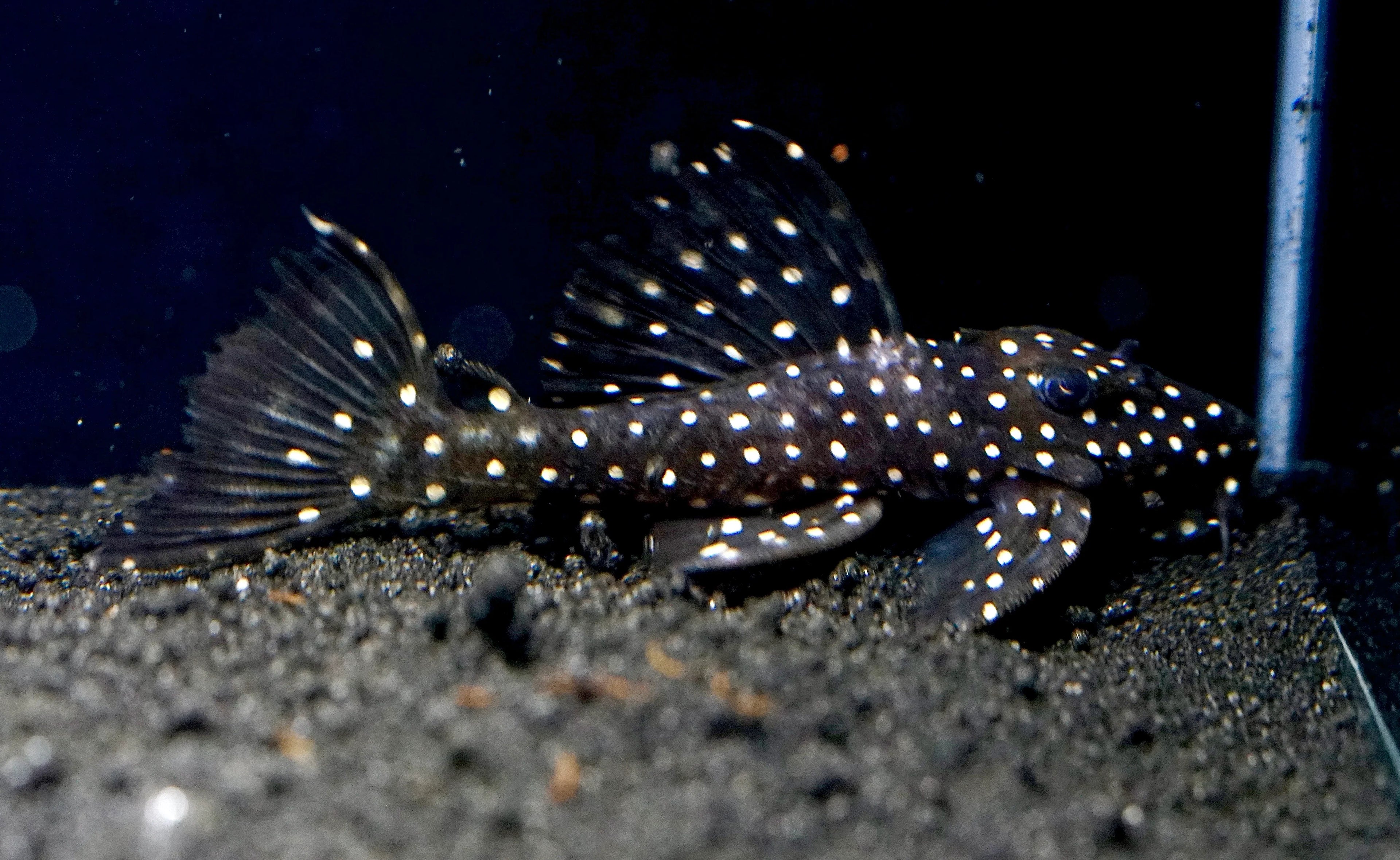 Galaxy Pleco (Vampire Pleco) by Danaqua Live Fish & More